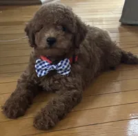 Preston, a male Poodle - Toy  and Miniature Goldendoodle for sale in Monee, IL – 3 of 5