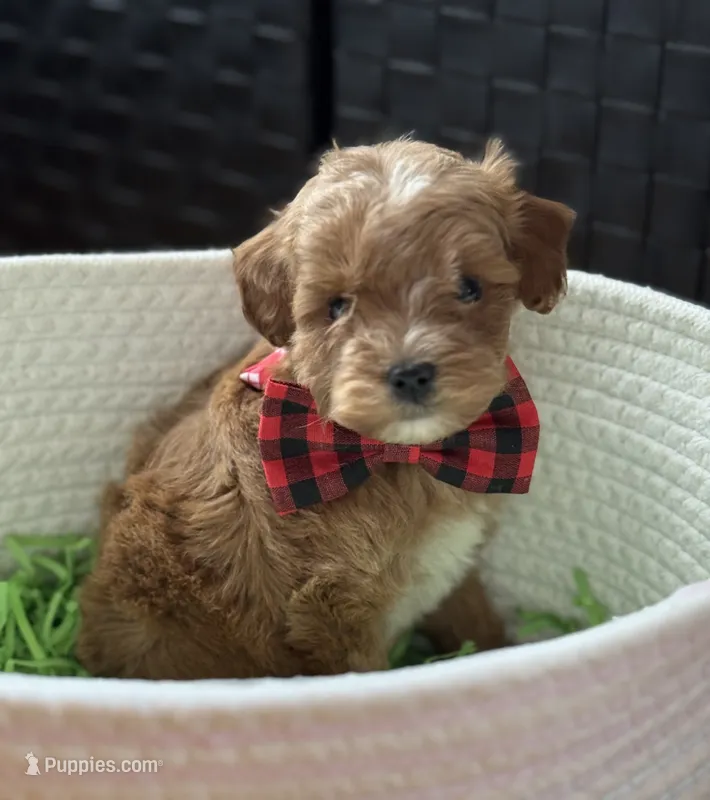 Klover Tiny – Cavapoo, Poodle - Toy  puppy for sale in Monee, IL