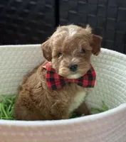 Klover Tiny, a male Cavapoo and Poodle - Toy  for sale in Monee, IL – 3 of 6