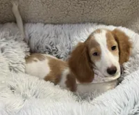 Stogie AKC , a male Miniature Dachshund for sale in Monee, IL – 5 of 5
