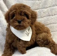 Rio, a male Cavapoo and Poodle - Toy  for sale in Monee, IL – 4 of 5