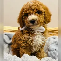 Knox , a male Goldendoodle for sale in Monee, IL – 1 of 1