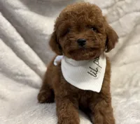 Rocket, a male Cavapoo and Poodle - Toy  for sale in Monee, IL – 2 of 5