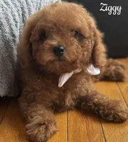 Ziggy, a male Poodle - Toy  for sale in Monee, IL – Photo 2 of 5