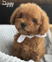 Ziggy, a male Poodle - Toy  for sale in Monee, IL – Photo 1 of 5