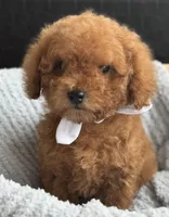 Ziggy, a male Poodle - Toy  for sale in Monee, IL – Photo 3 of 5