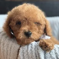 Ziggy, a male Poodle - Toy  for sale in Monee, IL – Photo 5 of 5