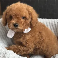 Ziggy, a male Poodle - Toy  for sale in Monee, IL – Photo 4 of 5