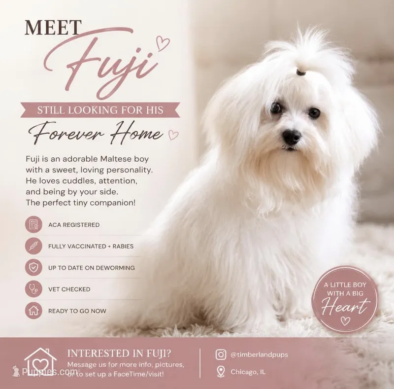 Fuji – Maltese puppy for sale in Monee, IL