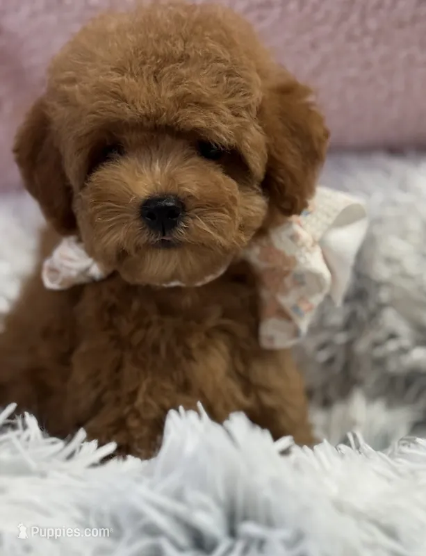 Pixie – Poodle - Toy , Miniature Goldendoodle puppy for sale in Monee, IL