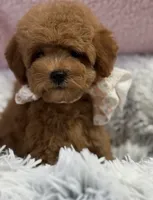 Pixie, a female Poodle - Toy  and Miniature Goldendoodle for sale in Monee, IL – 1 of 5