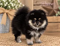 Raven, a female Pomeranian for sale in Monee, IL – 2 of 4