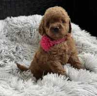 Kara, a female Cavapoo and Poodle - Toy  for sale in Monee, IL – 3 of 6