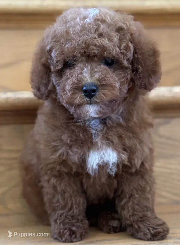August AKC – Poodle - Toy  puppy for sale in Monee, IL