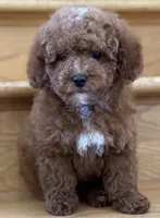 August AKC, a male Poodle - Toy  for sale in Monee, IL – 2 of 4