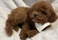 Rocket, a male Cavapoo and Poodle - Toy  for sale in Monee, IL – 3 of 5