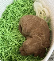 Kashmir, a male Cavapoo and Poodle - Toy  for sale in Monee, IL – 5 of 5