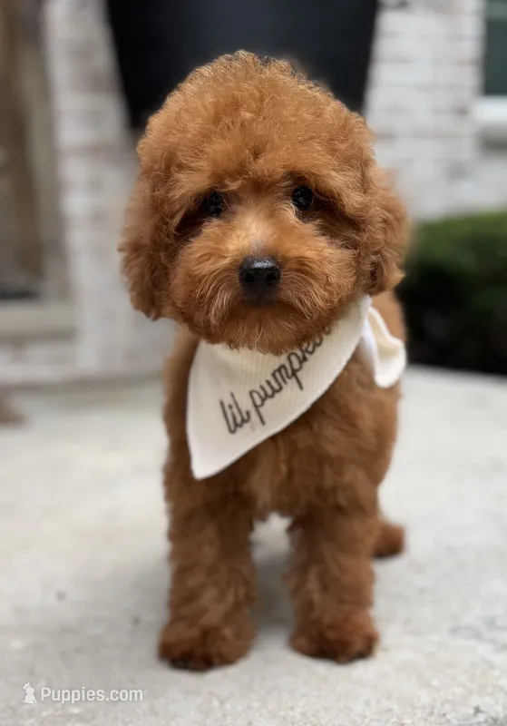 Oakley AKC – Poodle - Toy  puppy for sale in Monee, IL
