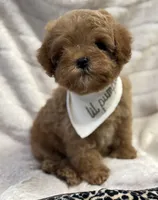 Romeo Tiny, a male Cavapoo and Poodle - Toy  for sale in Monee, IL – 4 of 4