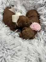 Tiny babies, a female Poodle - Toy  for sale in Monee, IL – 5 of 8