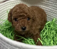 Major AKC, a male Poodle - Toy  for sale in Monee, IL – Photo 3 of 5