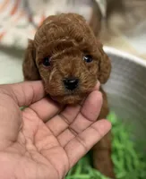 Major AKC, a male Poodle - Toy  for sale in Monee, IL – Photo 4 of 5