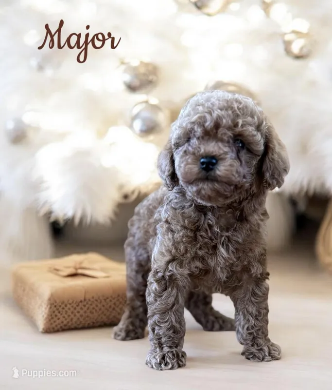 Major AKC – Poodle - Toy  puppy for sale in Monee, IL