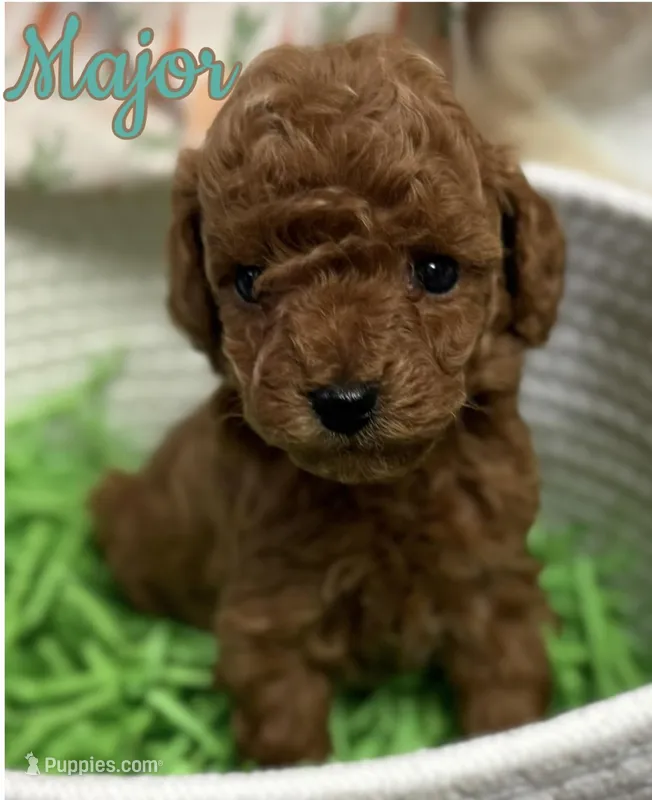 Major AKC – Poodle - Toy  puppy for sale in Monee, IL