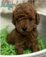 Major AKC, a male Poodle - Toy  for sale in Monee, IL – Photo 1 of 5