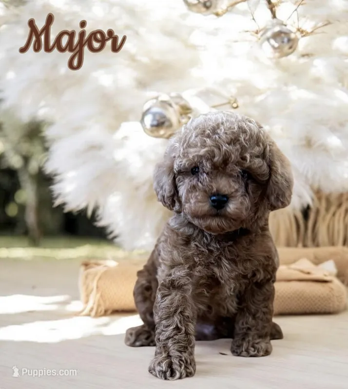 Major AKC – Poodle - Toy  puppy for sale in Monee, IL