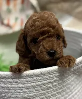 Major AKC, a male Poodle - Toy  for sale in Monee, IL – Photo 5 of 5