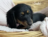 Suki AKC, a female Miniature Dachshund for sale in Monee, IL – Photo 4 of 4