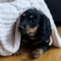 Suki AKC, a female Miniature Dachshund for sale in Monee, IL – Photo 5 of 5