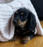 Suki AKC, a female Miniature Dachshund for sale in Monee, IL – Photo 3 of 4