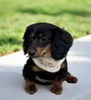 Suki AKC, a female Miniature Dachshund for sale in Monee, IL – Photo 2 of 5