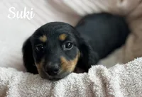 Suki AKC, a female Miniature Dachshund for sale in Monee, IL – Photo 1 of 4