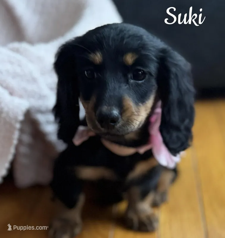 Suki AKC – Miniature Dachshund puppy for sale in Monee, IL