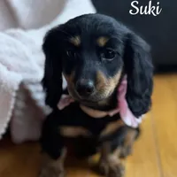 Suki AKC, a female Miniature Dachshund for sale in Monee, IL – Photo 4 of 5