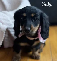 Suki AKC, a female Miniature Dachshund for sale in Monee, IL – Photo 2 of 4