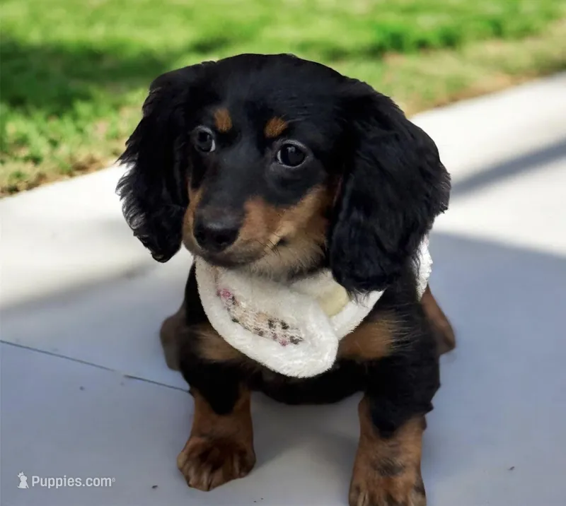 Suki AKC – Miniature Dachshund puppy for sale in Monee, IL