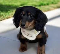 Suki AKC, a female Miniature Dachshund for sale in Monee, IL – Photo 1 of 5