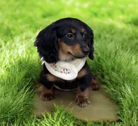 Suki AKC, a female Miniature Dachshund for sale in Monee, IL – Photo 3 of 5