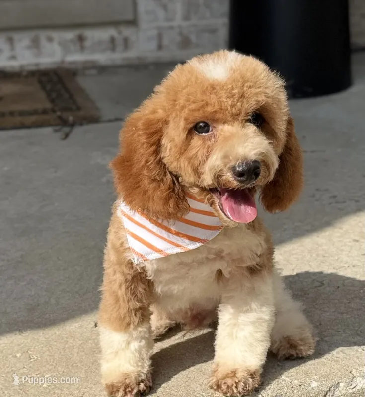 Sparky – Poodle - Toy  puppy for sale in Monee, IL