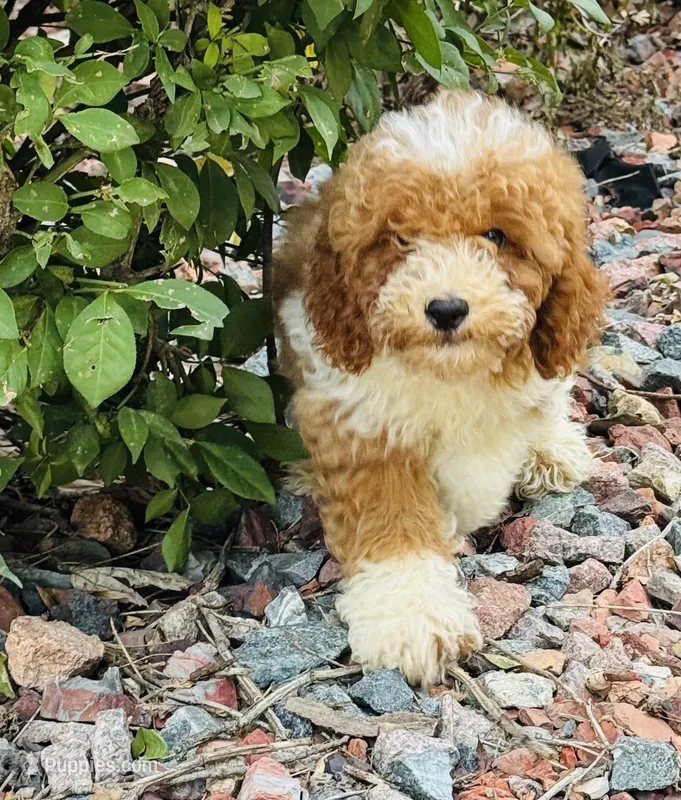 Sparky – Poodle - Toy  puppy for sale in Monee, IL
