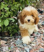 Sparky, a male Poodle - Toy  for sale in Monee, IL – 1 of 5