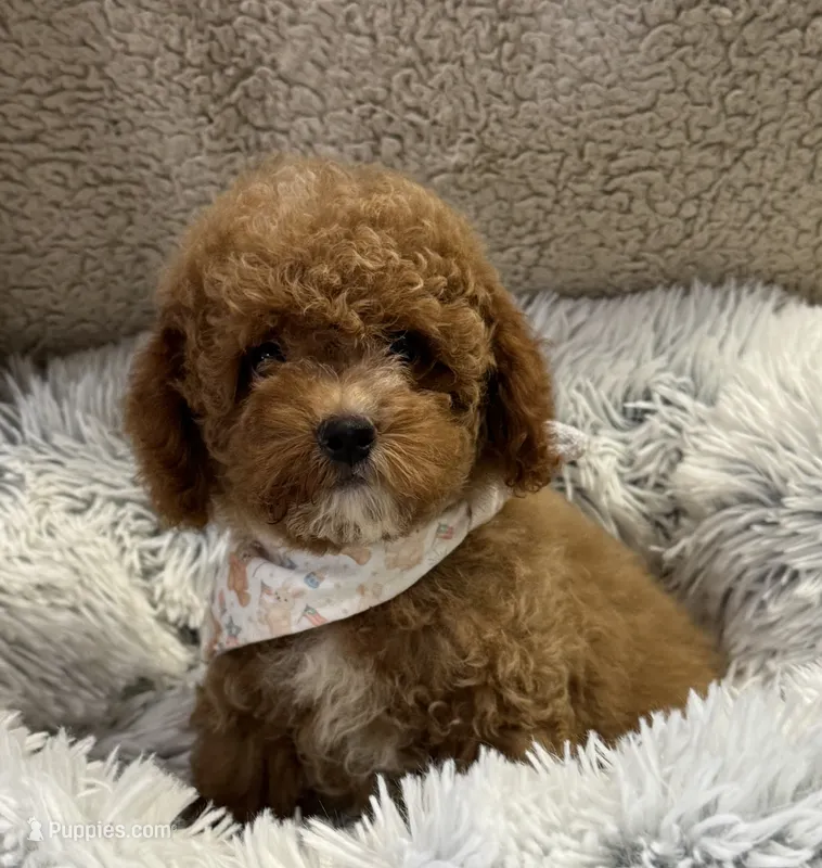 Pico Tiny – Poodle - Toy  puppy for sale in Monee, IL
