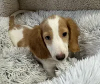 Stogie AKC , a male Miniature Dachshund for sale in Monee, IL – 2 of 5