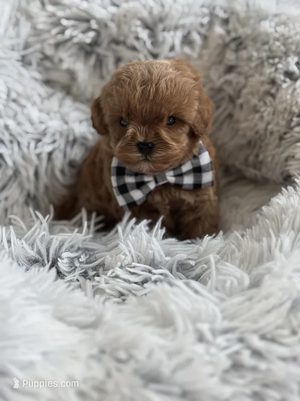 Kashmir Tiny – Cavapoo, Poodle - Toy  puppy for sale in Monee, IL