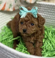 Minnie AKC, a female Poodle - Toy  for sale in Monee, IL – Photo 6 of 6