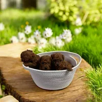 Minnie AKC, a female Poodle - Toy  for sale in Monee, IL – Photo 5 of 6